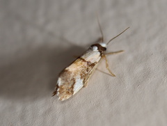 Philenora elegans