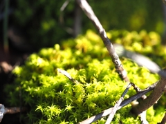 Tortella squarrosa