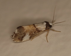 Philenora elegans