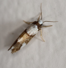 Philenora elegans