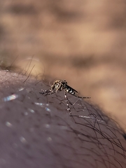 Aedes taeniorhynchus