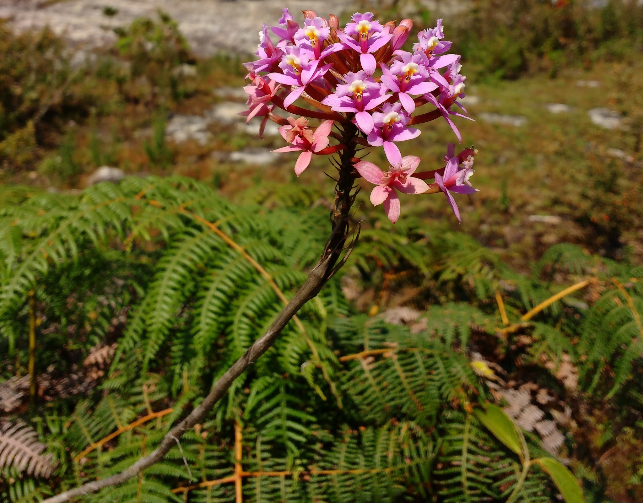 Epidendrum denticulatum