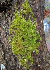 Homalothecium fulgescens