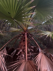 Washingtonia