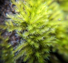 Homalothecium fulgescens