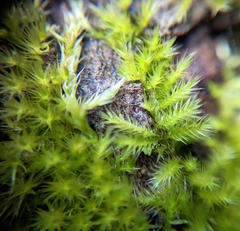 Homalothecium fulgescens