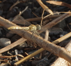 Selysiothemis nigra
