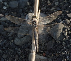 Orthetrum