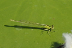 Ischnura pruinescens