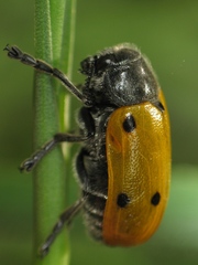 Lachnaia sexpunctata