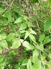 Croton adspersus
