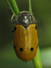 Lachnaia sexpunctata