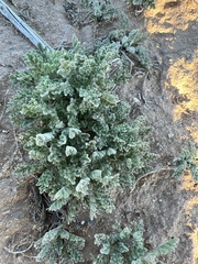 Astragalus mollissimus