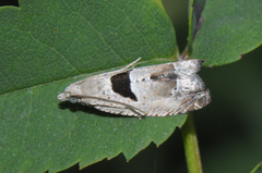 Epinotia ramella