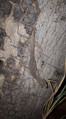 Strophurus ciliaris