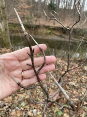 Rhododendron viscosum
