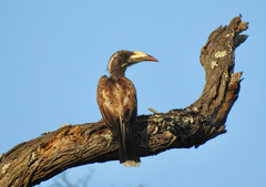 Lophoceros nasutus