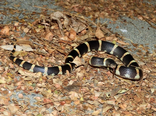 Mexican Long-nosed Snake
