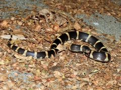 Rhinocheilus antonii