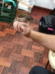Turdus albicollis