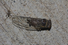 Diceroprocta