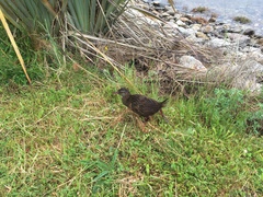 Gallirallus australis australis