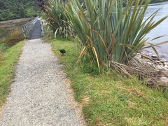 Gallirallus australis australis