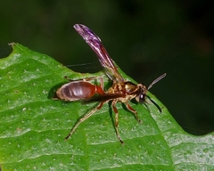 Polybia chrysothorax