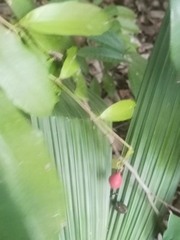 Paullinia pinnata