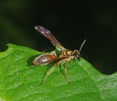 Polybia chrysothorax