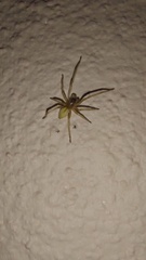 Corinnoidea