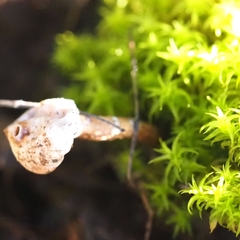 Tulostoma brumale
