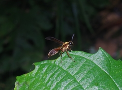 Polybia chrysothorax