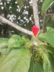 Malvaviscus arboreus