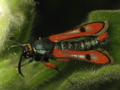 Chamaesphecia schmidtiiformis