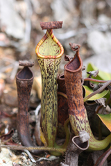 Nepenthes vogelii