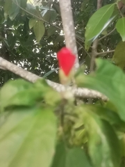 Malvaviscus arboreus