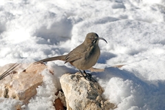 Toxostoma crissale
