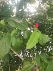 Malvaviscus arboreus