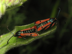 Chamaesphecia schmidtiiformis