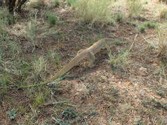 Varanus panoptes panoptes