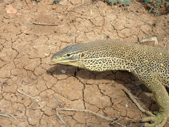 Varanus panoptes panoptes