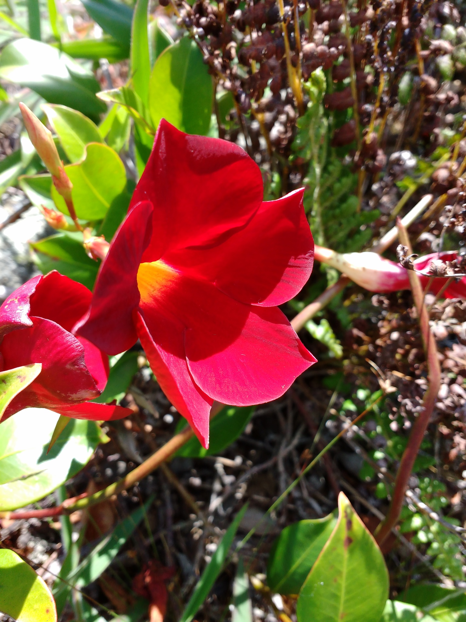 Mandevilla atroviolacea