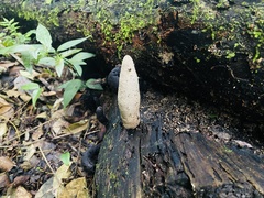 Xylaria polymorpha