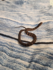 Nerodia fasciata pictiventris