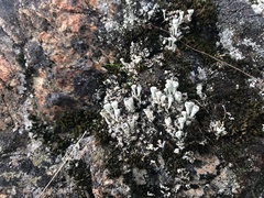 Cladonia fimbriata