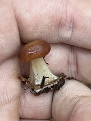 Rhodocollybia butyracea