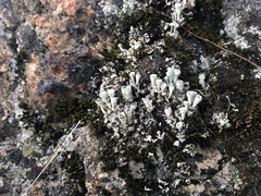 Cladonia fimbriata
