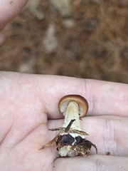 Rhodocollybia butyracea