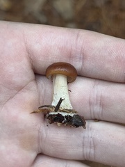 Rhodocollybia butyracea